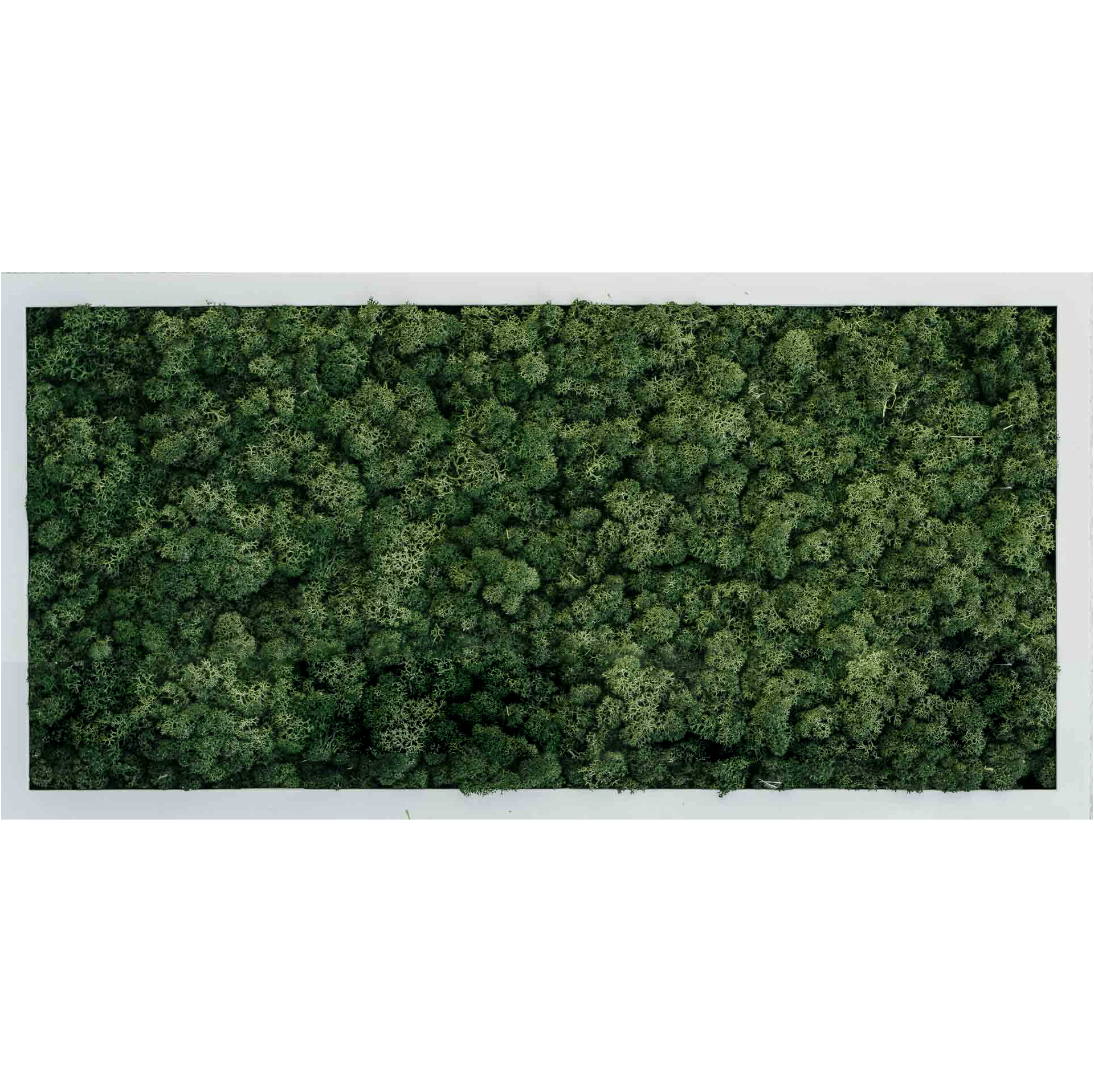 Moosbild Forest Green Islandmoos (Diverse Größen)