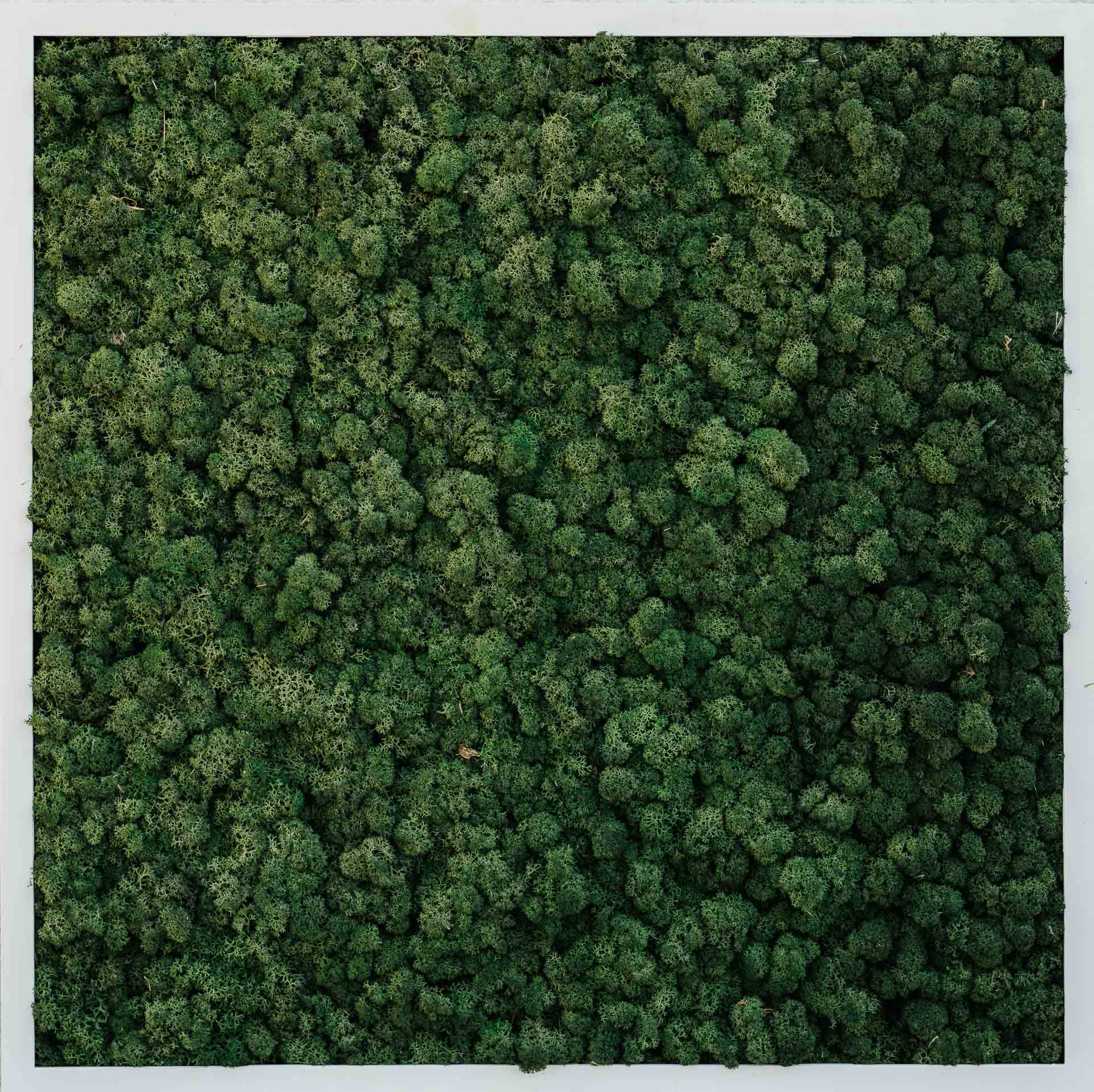 Moosbild Forest Green Islandmoos (Diverse Größen)