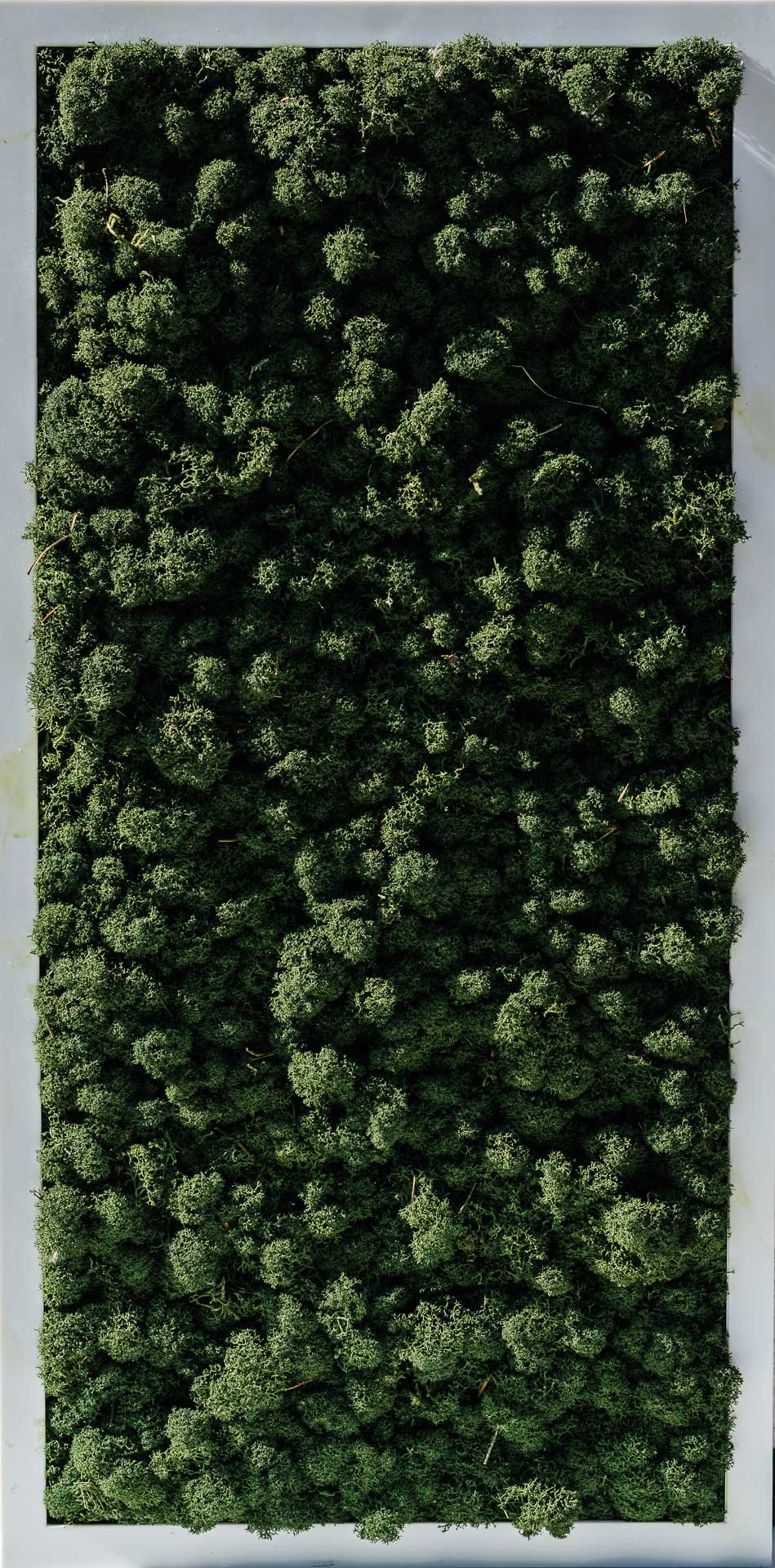 Moosbild Forest Green Islandmoos (Diverse Größen)