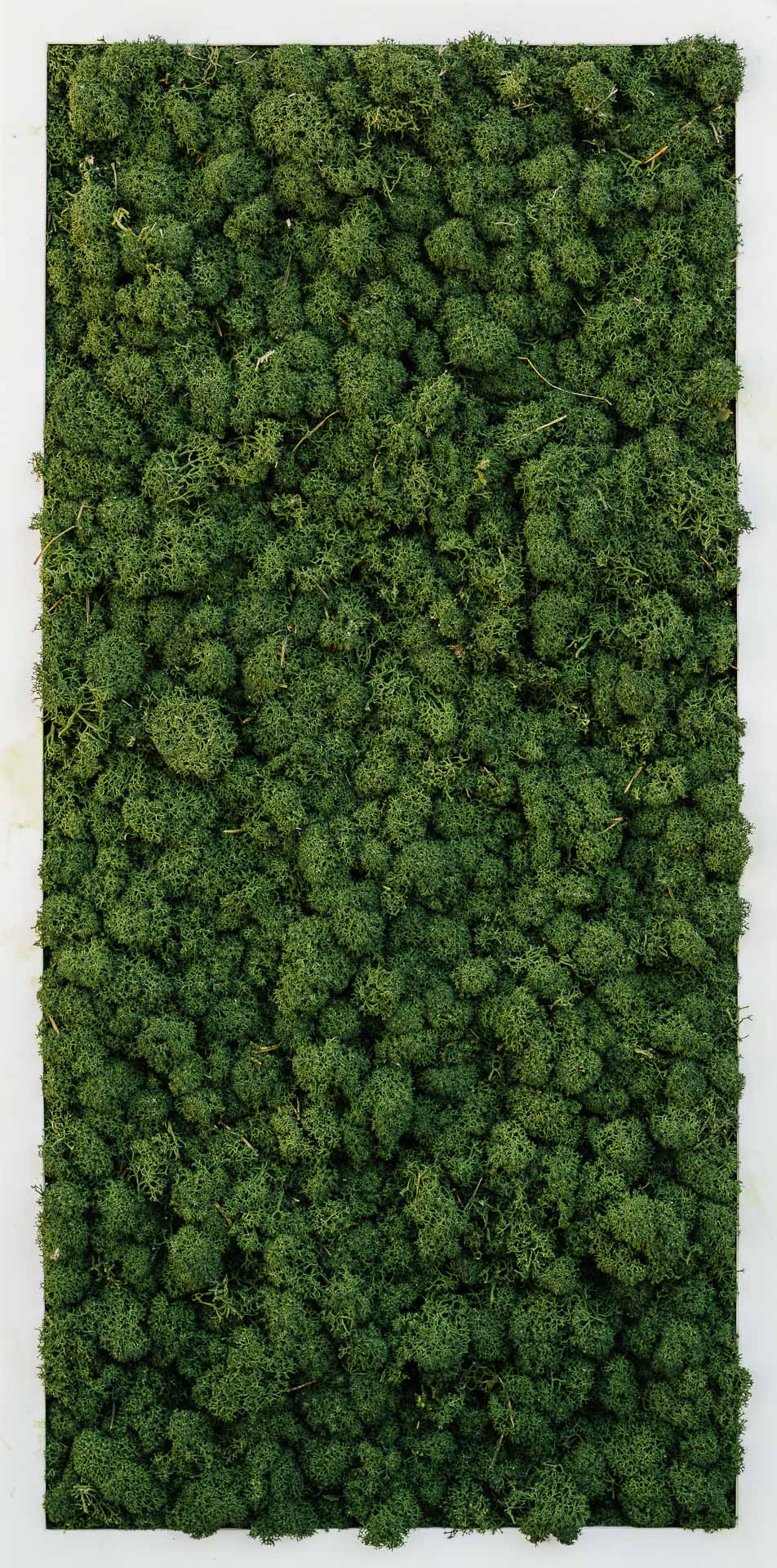 Moosbild Forest Green Islandmoos (Diverse Größen)