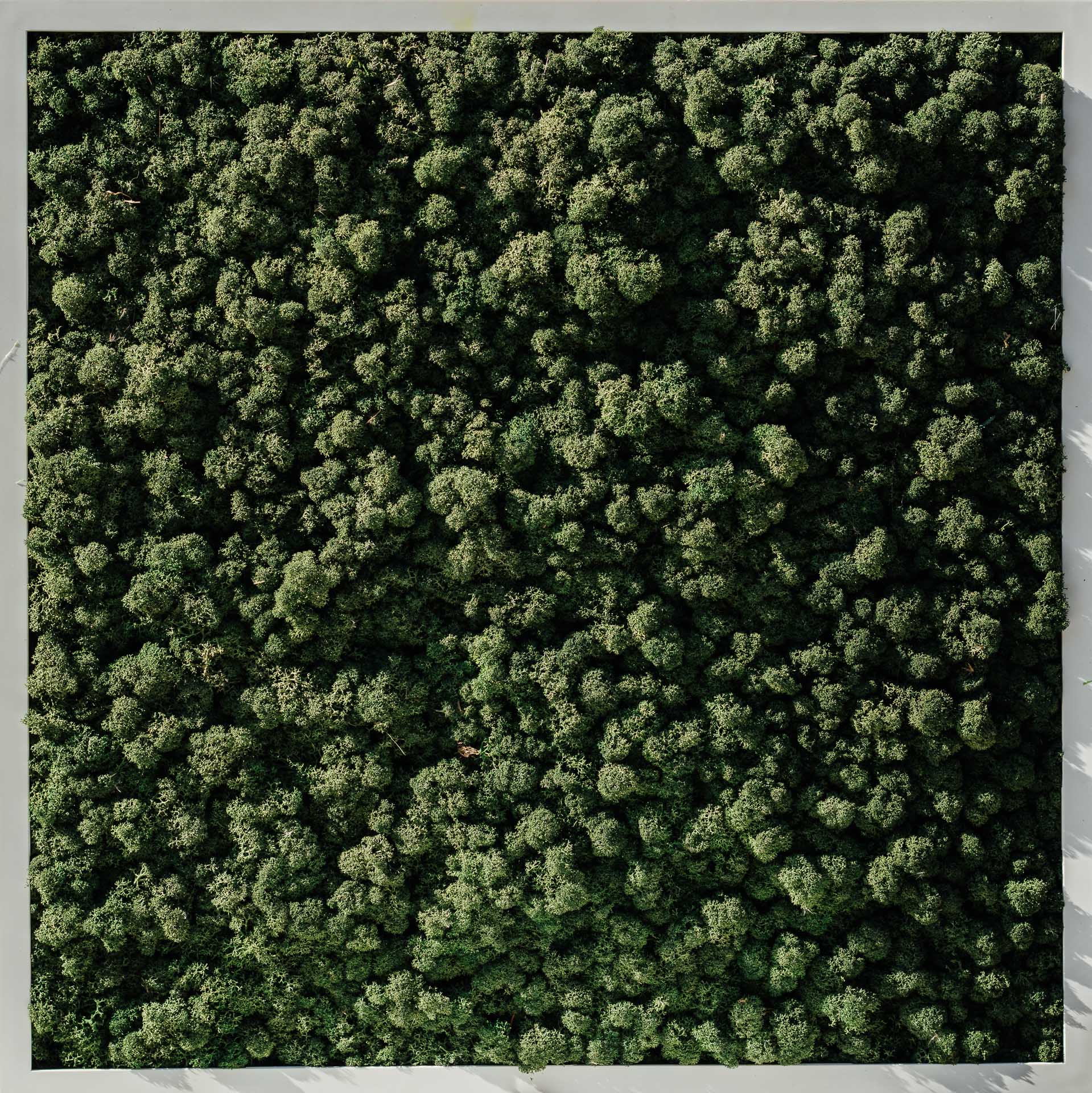 Moosbild Forest Green Islandmoos (Diverse Größen)